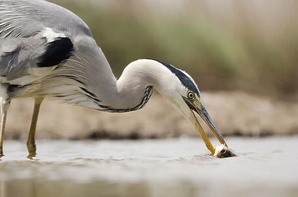 Grey heron catching a fish C015  /  6873