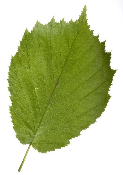 Hazel (Corylus avellana) tree leaf C014  /  0719