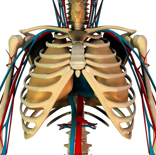 Heart-lung system, artwork