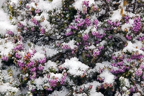 Heather flowers covered in snow