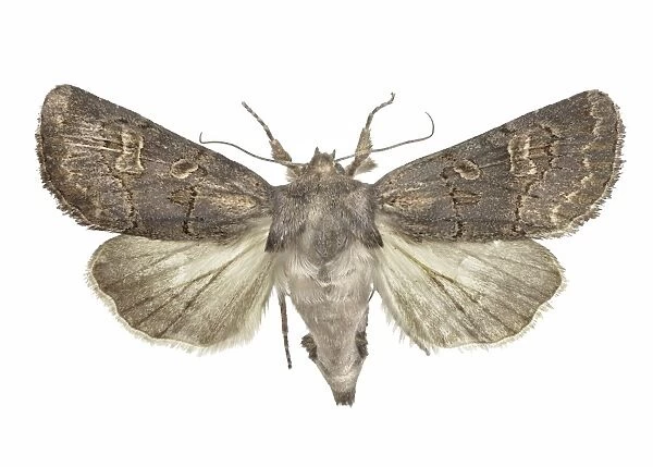 Hedge rustic moth C016  /  2293