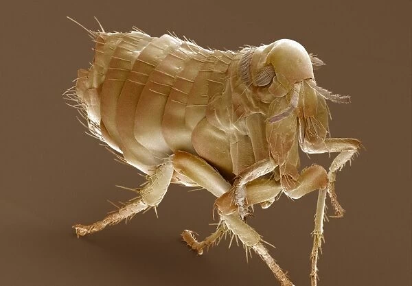 Hen flea. Coloured scanning electron micrograph 