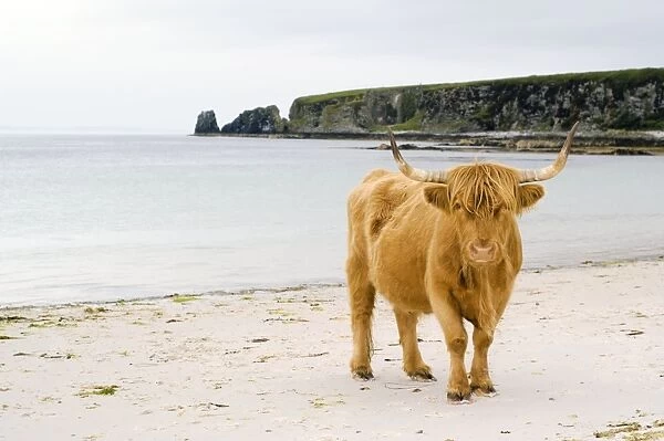 Highland cow on a beach