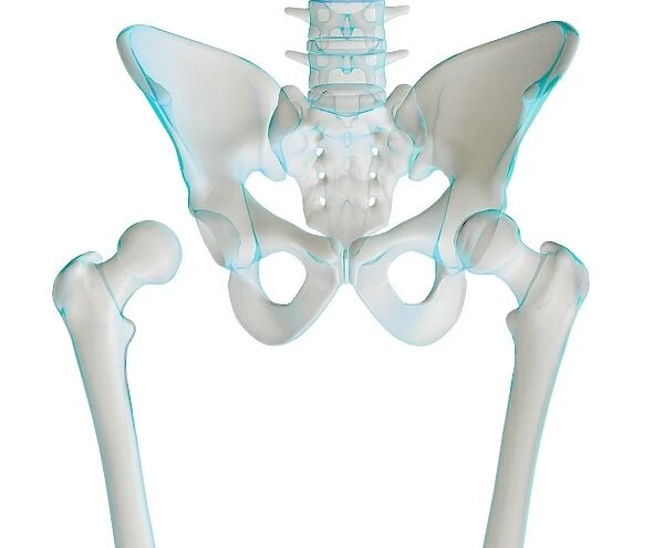 Hip joint bones and anatomy, artwork C014  /  2031