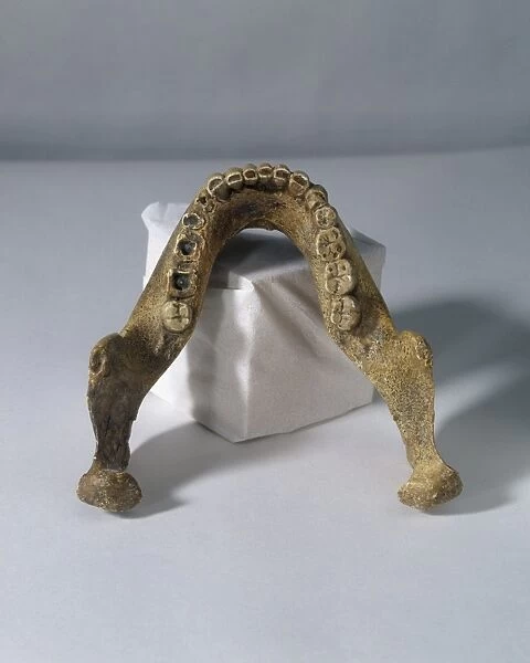 Homo heidelbergensis lower jaw C013  /  6550