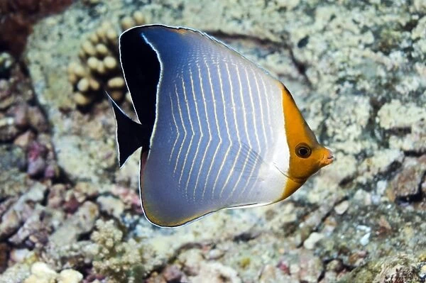 Hooded butterflyfish on a reef