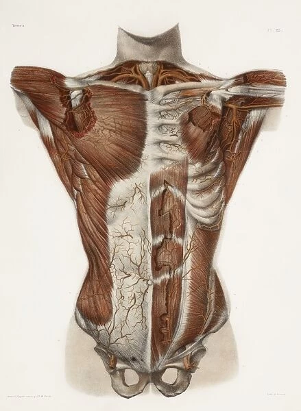 Human arteries, 19th Century illustration