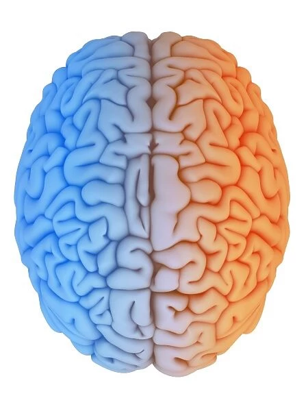 Human brain, artwork