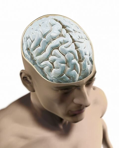 Human brain, artwork C016  /  9370