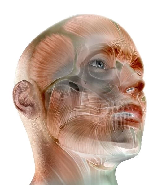 Human facial muscles, artwork
