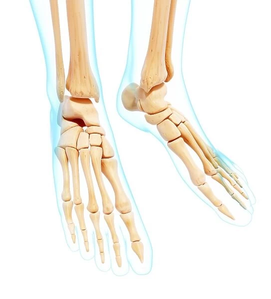 Human foot bones, artwork F007  /  2177