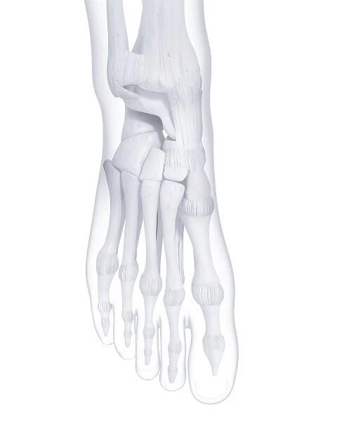 Human foot bones, artwork F007  /  2612