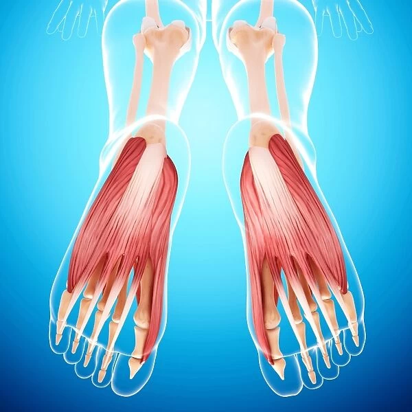Human foot musculature, artwork F007  /  3233