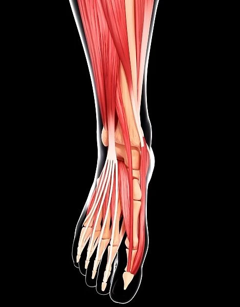 Human foot musculature, artwork F007  /  3242