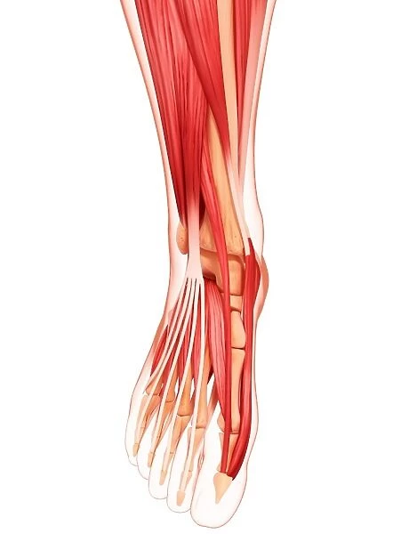 Human foot musculature, artwork F007  /  3304