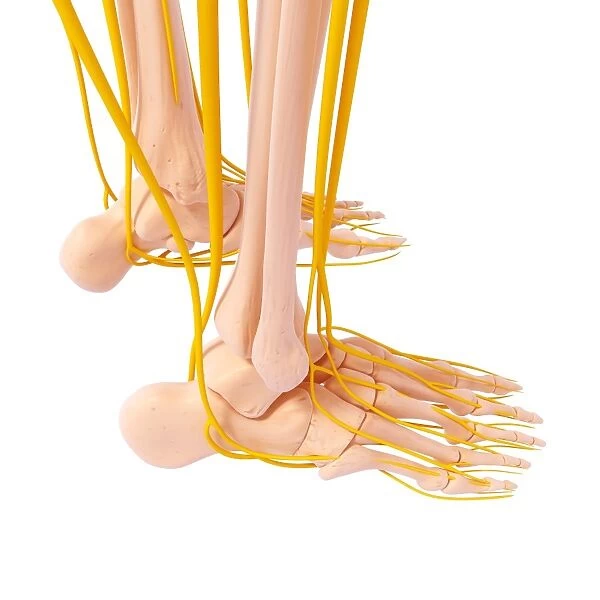 Human foot nervous system, artwork F007  /  5003