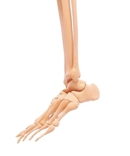 Human leg bones, artwork F007  /  1407