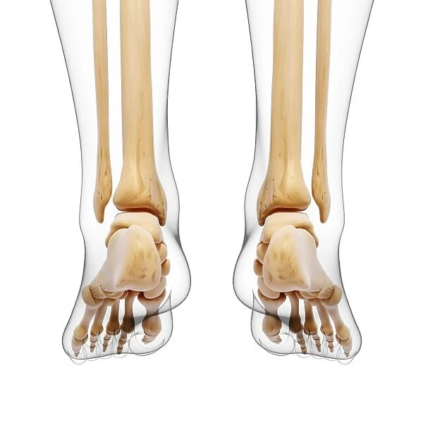 Human leg bones, artwork F007  /  3334