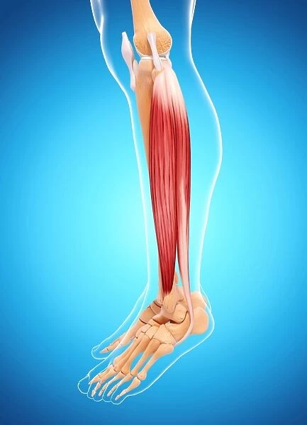 Human leg musculature, artwork F007  /  1296