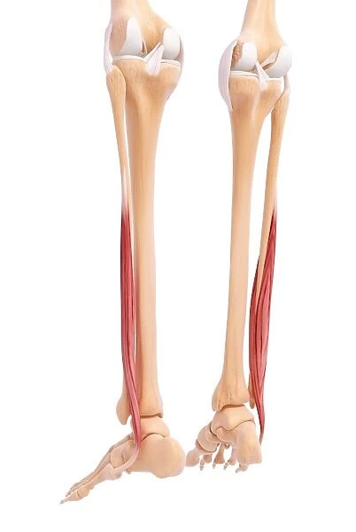 Human leg musculature, artwork F007  /  9949