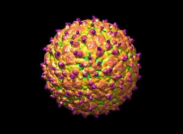 Human polio virus, molecular model