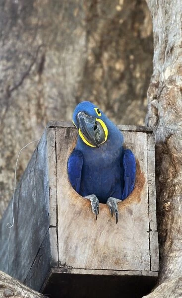 Hyacinth macaw in a nesting box C013  /  9832