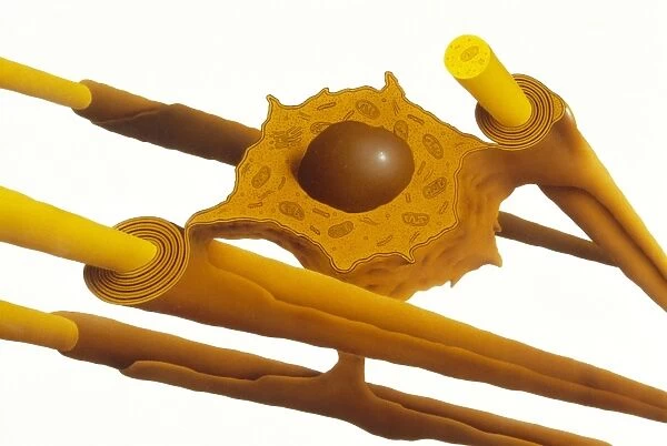 Ilustration of an oligodendrocyte