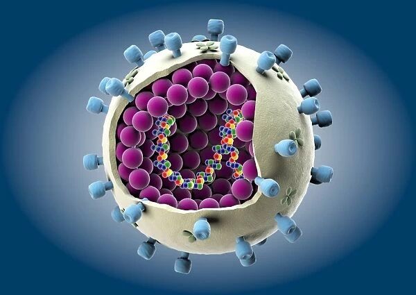 Influenza virus particle, artwork