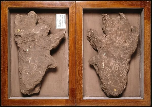 Isochirotherium reptile, footprint fossil C016  /  5111