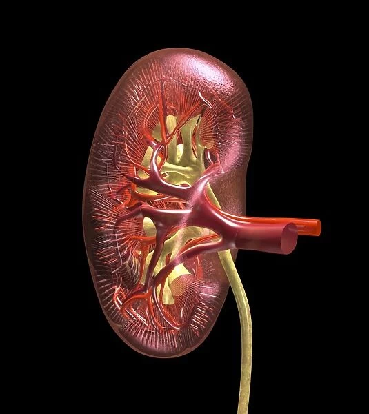 Kidney anatomy, artwork C016  /  8662