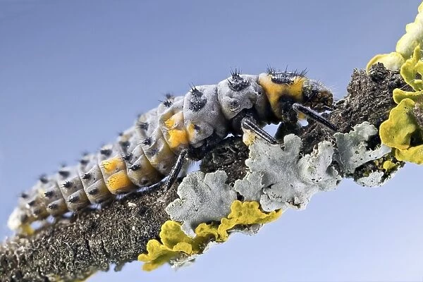 Ladybird larva C018  /  2417
