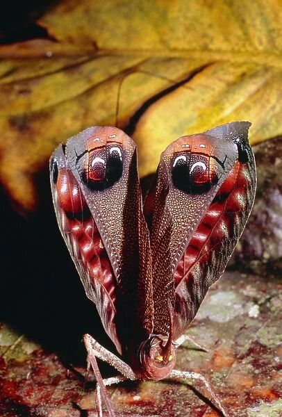 Leaf-mimic bush cricket