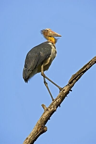 Lesser adjutant stork