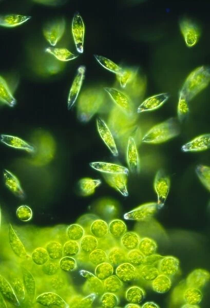 Light micrograph of a group of Euglena gracilis