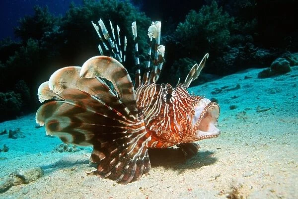 Lionfish (Pterois volitans). This predator hunts by using its widespread