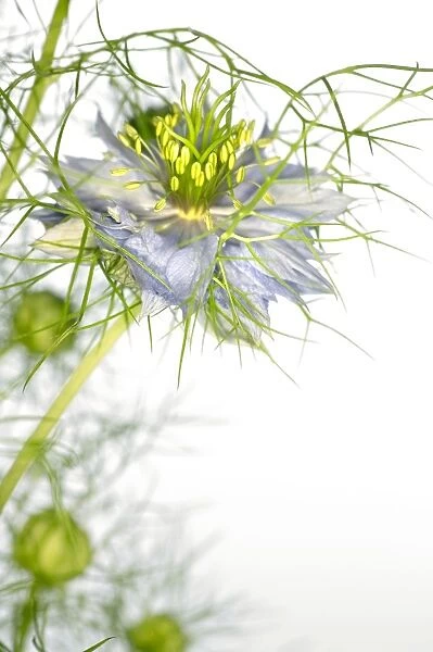 Love in the mist flower (Nigella sp. )