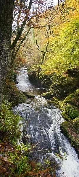 Lynmouth river woodland C017  /  8241