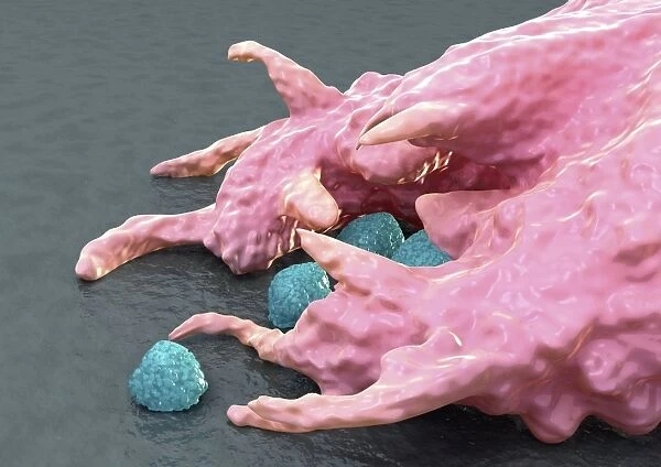 Macrophage engulfing bacteria, artwork