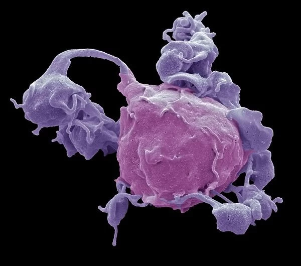 Macrophage and platelets, SEM C016  /  3094
