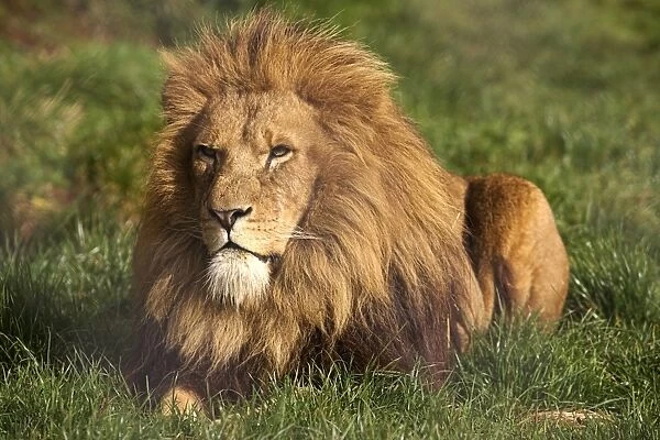 Male African lion