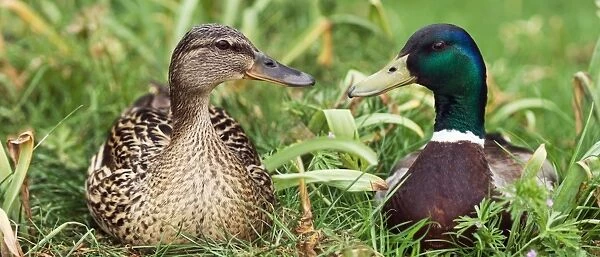 Mallard ducks, composite image