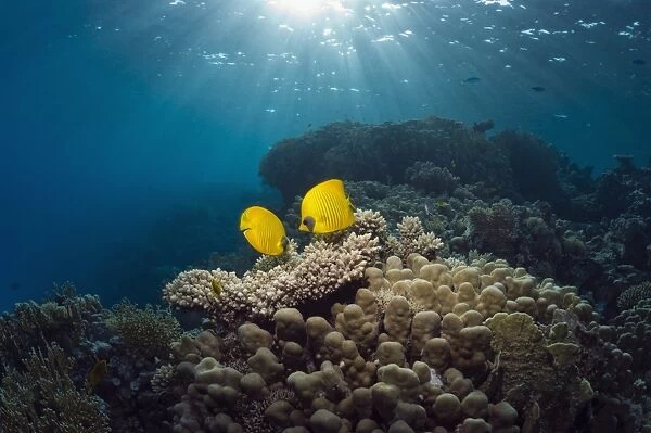 Masked butterflyfish on a reef