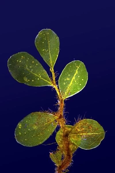 Mnium moss, light micrograph