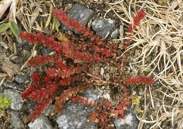 Mossy stonecrop (Crassula tillaea)