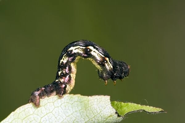 Mottled Umber Moth Caterpillar