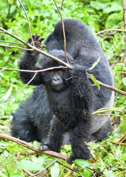 Mountain gorillas C014  /  0994