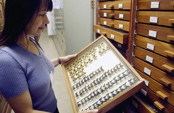 Museum entomologist C016  /  6007