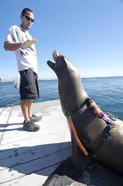 US Navy California sea lion