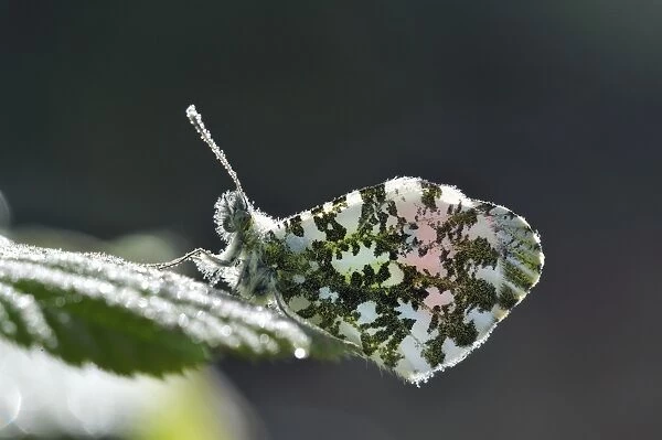 Orange tip butterfly covered in dew