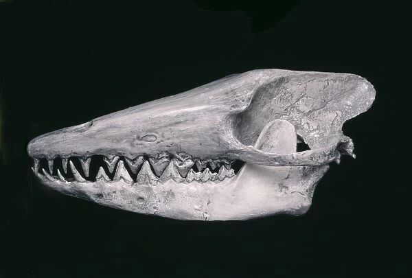 Pakicetus inachus skull C013  /  6532